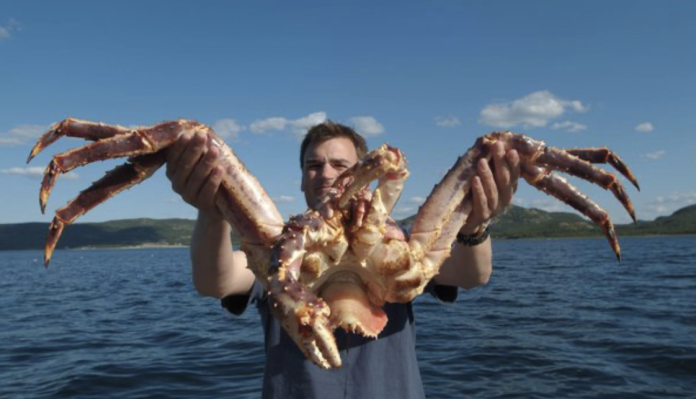 What is the size of the largest king crab ever captured? Exploring the Size of King Crabs